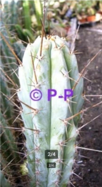 PERUVIAN TORCH CACTUS - DE ECHTE MET LANGE DOORNS !, Huis en Inrichting, Cactus, Bloeiende kamerplant, Volle zon, Verzenden