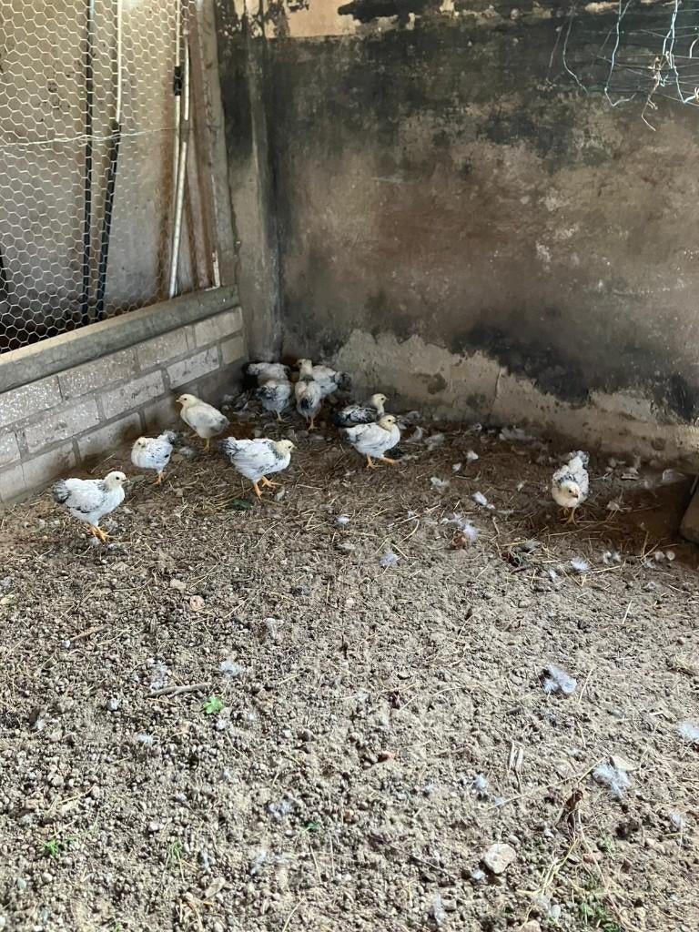 te koop: jonge columbia wyandotte kuikens 4 weken oud, Dieren en Toebehoren, Pluimvee, Meerdere dieren, Kip