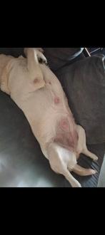 Goed thuis gezocht!, 8 tot 15 weken, Labrador retriever, Meerdere, Meerdere dieren