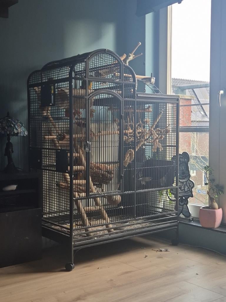 2 bonte boertjes (senegal papagaai) met toebehoren, Ophalen