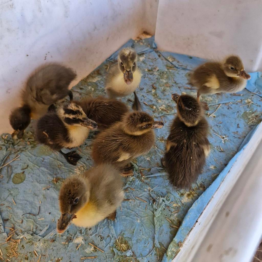 Loopeenden kuikens  nu 8 dagen oud, Dieren en Toebehoren, Meerdere dieren, Eend