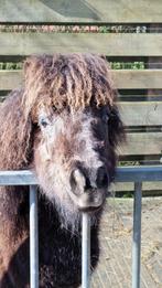 Shetland hengstje / Shetlander / Shetlandpony / Shet, Dieren en Toebehoren, Pony's, Met stamboom, Niet van toepassing, 0 tot 2 jaar