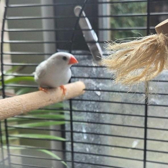 (Gereserveerd) Zebravink pop, Dieren en Toebehoren, Vogels | Overige Vogels, Vrouwelijk