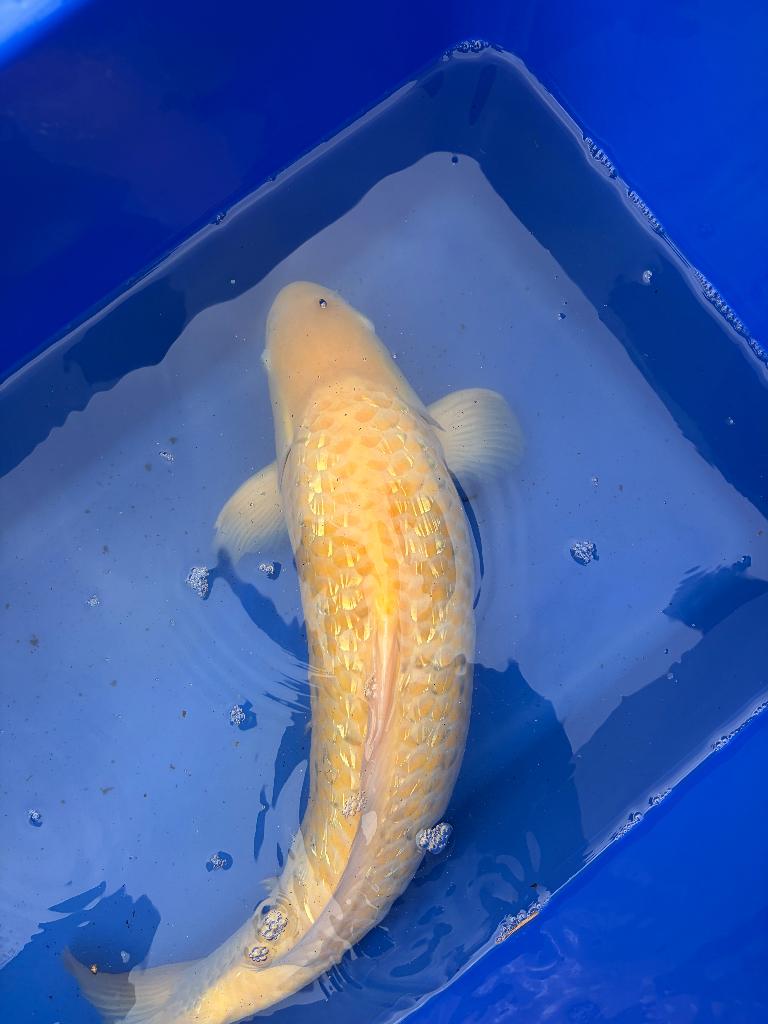 Mooie karasigoi !!!, Karper of Koi