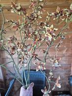 5 takken zijden kleine bloemige orchidee, Ophalen of Verzenden, Zo goed als nieuw, Binnen
