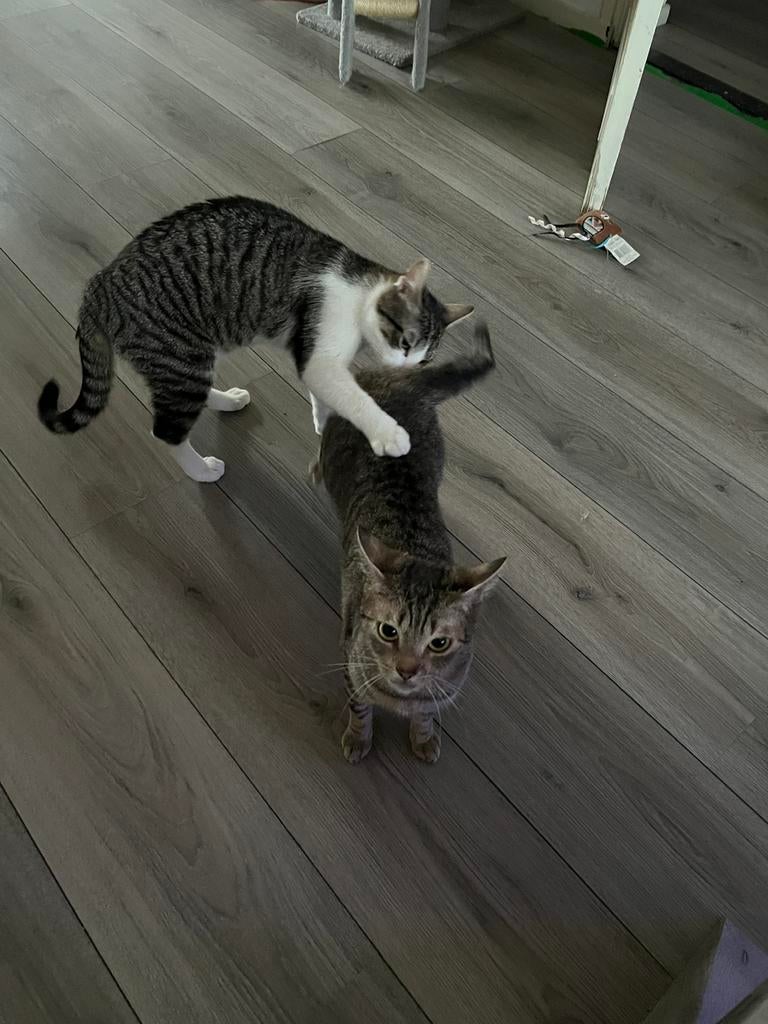 Poeki is zwanger van tayson! Kittens op komst, Dieren en Toebehoren, Katten en Kittens | Overige Katten, Poes, Kortharig, 0 tot 2 jaar