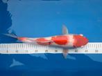 Dainichi Kohaku 40cm nisai 4 staps, Karper of Koi