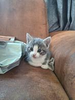Grijze kitten, Dieren en Toebehoren, Katten en Kittens | Overige Katten, Poes, Kortharig, 0 tot 2 jaar