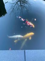 Verschillende maten prachtige koi’s, Dieren en Toebehoren, Vissen | Vijvervissen, Karper of Koi