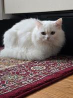Ragdoll kat.Perzische kat, Poes