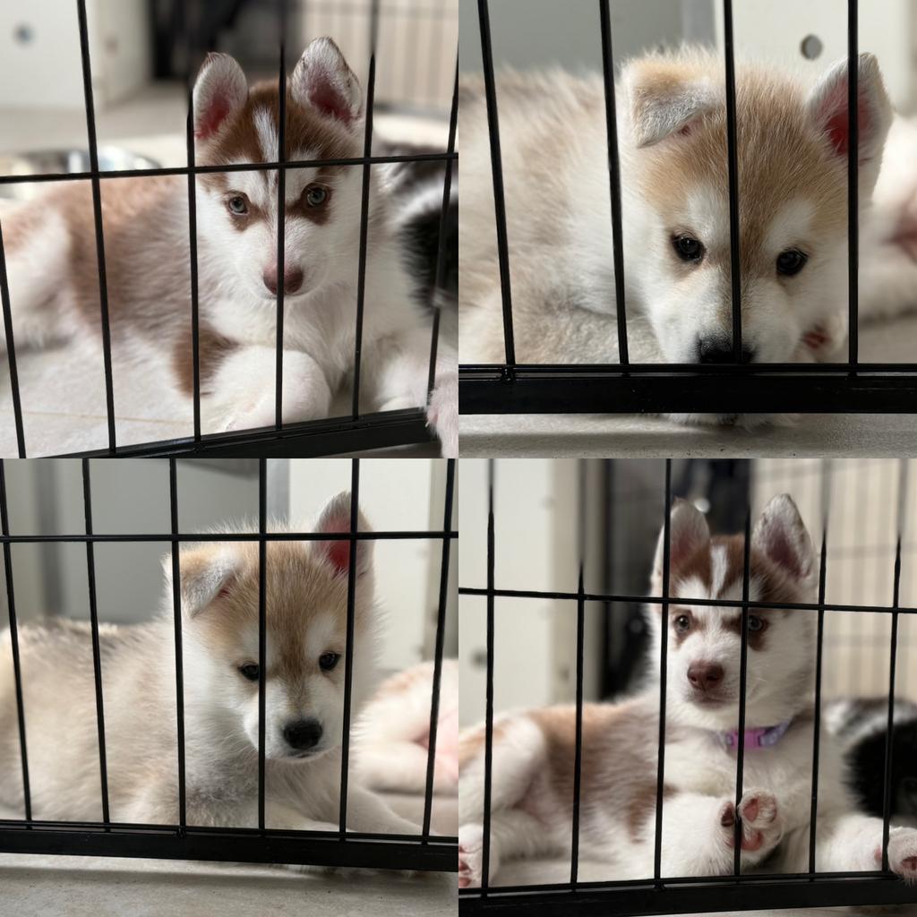 Pomsky puppy,s, Parvo, Overige rassen, 8 tot 15 weken, Meerdere