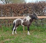 3 jarige NMPRS mini hengstje, Dieren en Toebehoren, Met stamboom, Niet van toepassing, Hengst, A pony (tot 1.17m)