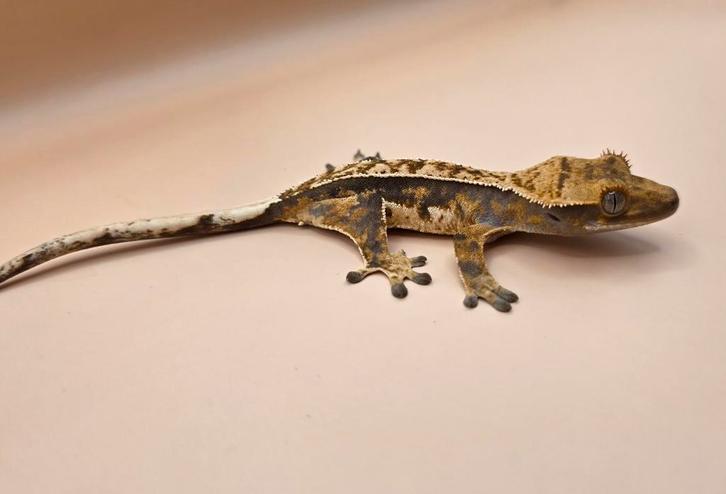 Wimpergekko Crested gecko SALE Crested Gecko - female for sale from millim