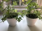2 Citroengeraniums zonder buitenpot, Ophalen