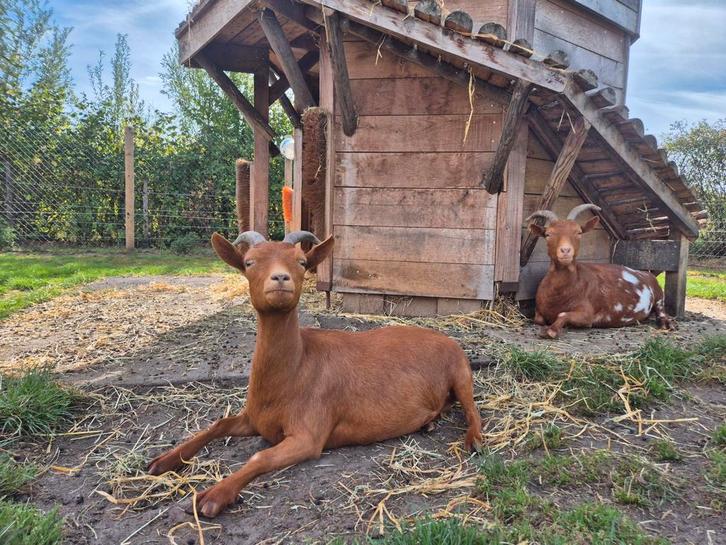 Dwerggeiten, Dieren en Toebehoren, Schapen, Geiten en Varkens, Geit, Meerdere dieren
