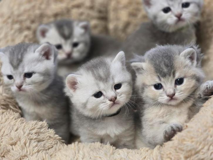Mooi Britse schaduwkittens, Dieren en Toebehoren, Katten en Kittens | Overige Katten, Meerdere dieren
