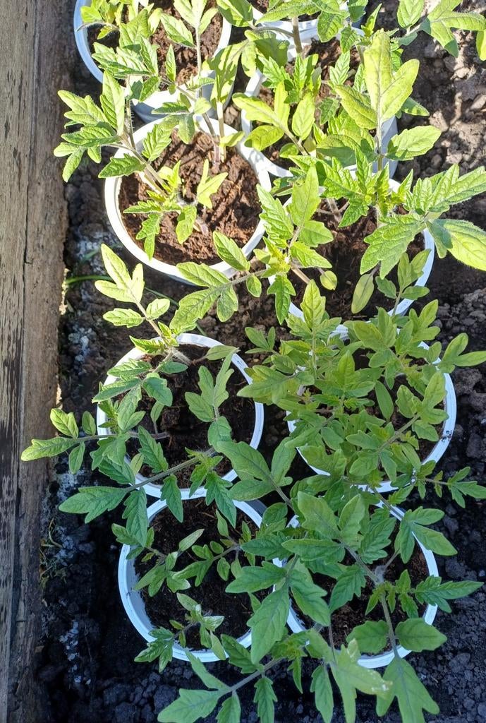 Mooi opgekweekte tomatenplanten (diverse soorten), Tuin en Terras, Planten | Tuinplanten, Ophalen, Volle zon, Groenteplanten, Eenjarig