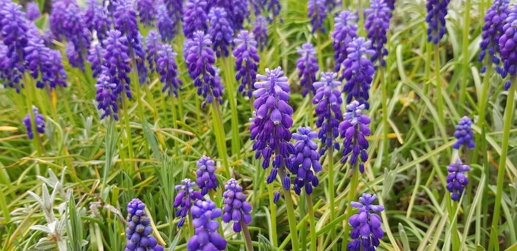 Leliegras - Liriope muscari 'Moneymaker', Ophalen of Verzenden, Vaste plant, Overige soorten, Volle zon