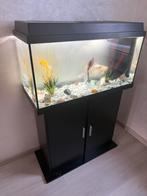 Aquarium, kast en toebehoren, incl vissen, Ophalen of Verzenden, Zo goed als nieuw