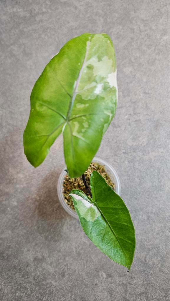 Alocasia Macrorrhiza Black Stem Variegata, Huis en Inrichting, Kamerplanten, Ophalen of Verzenden, Halfschaduw, Minder dan 100 cm