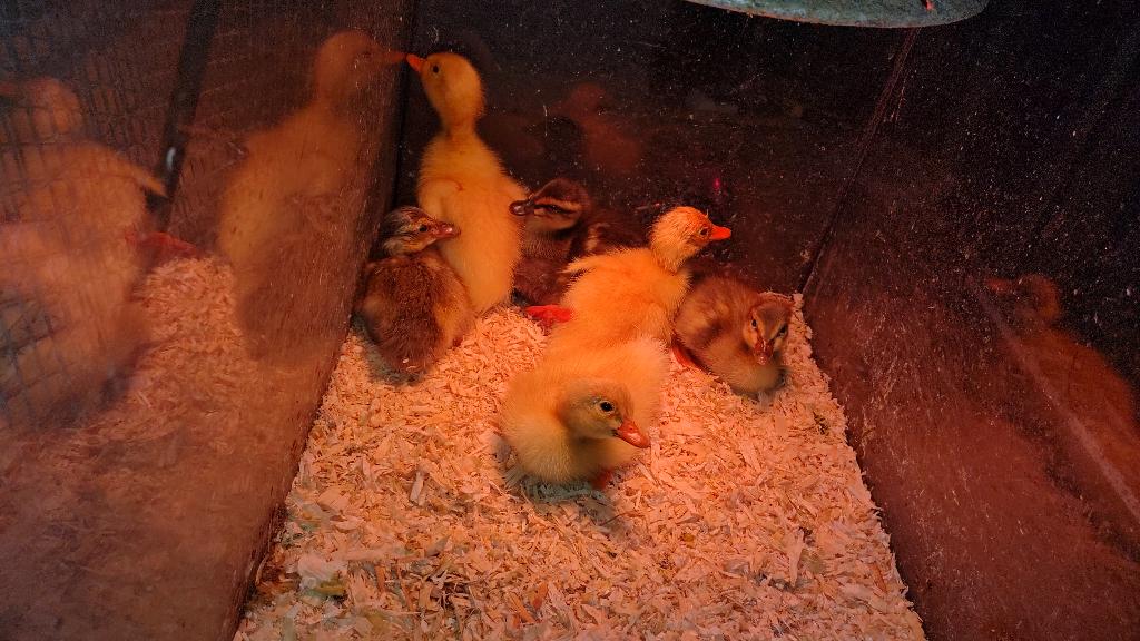 Jonge loopeendjes., Dieren en Toebehoren, Pluimvee, Geslacht onbekend, Eend