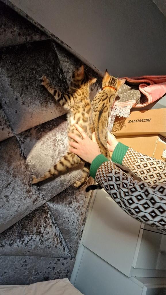 Prachtige Rasechte Bengaalse Kittens | Snow Mink x Brown, Dieren en Toebehoren, Meerdere dieren, Gechipt