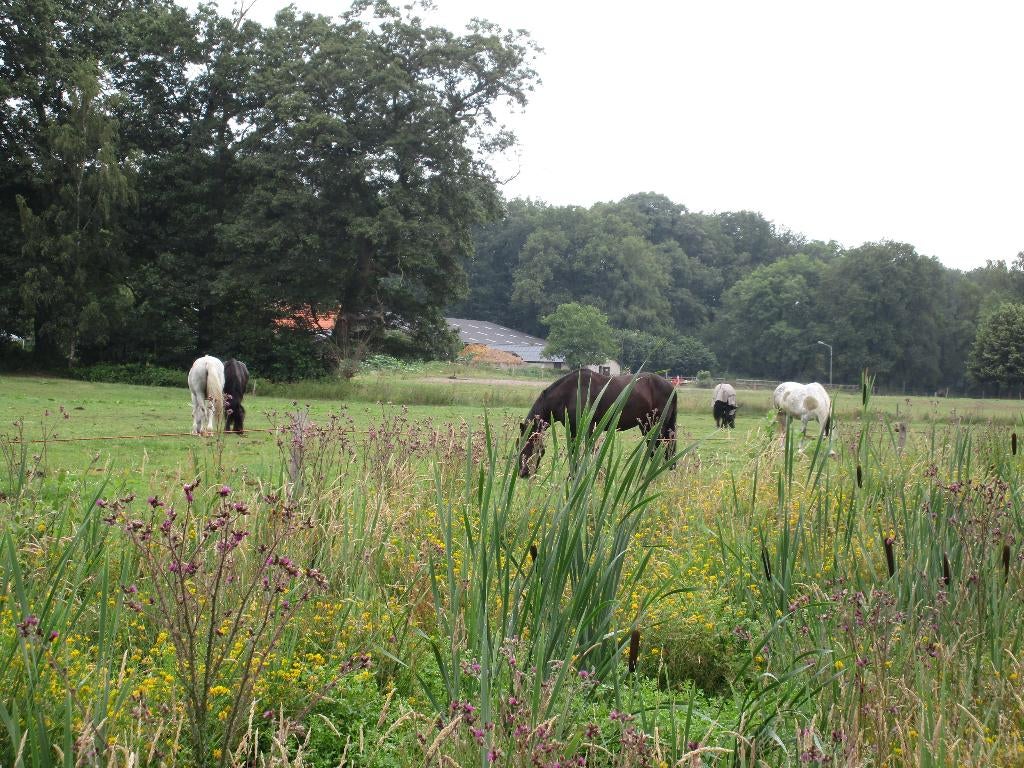 Hulp op pensionstal, Quadenoord te Renkum, Starter, Overige vormen, Overige niveaus, Geschikt als bijbaan