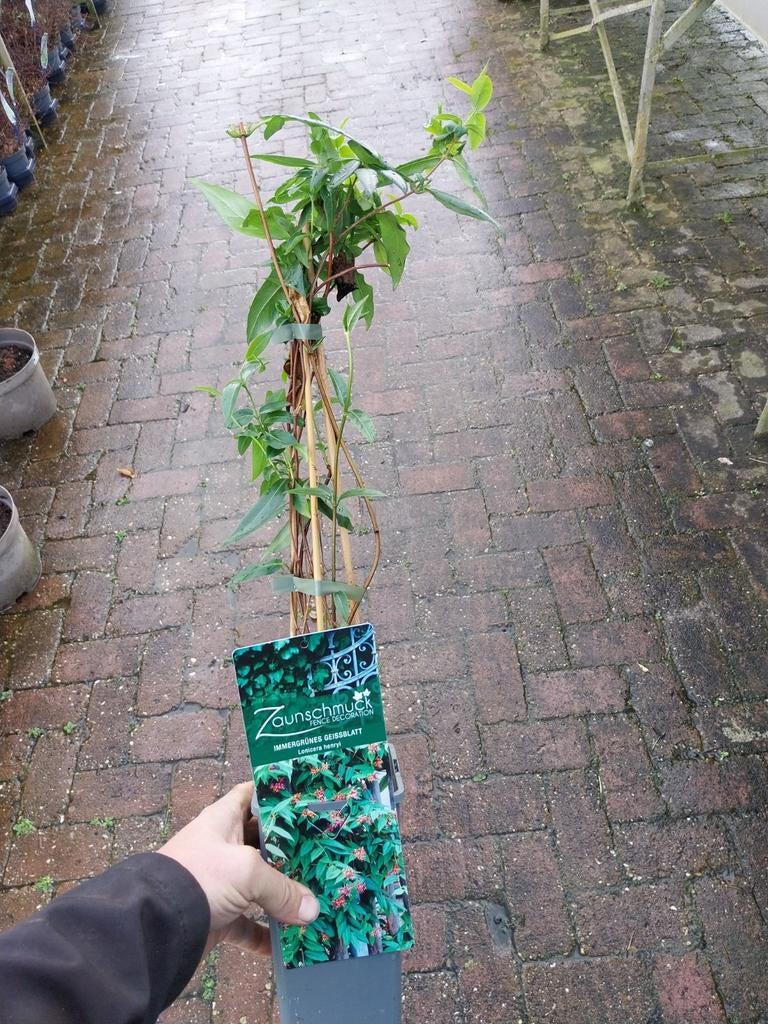 klimplanten, clematis,  kamperfoelie, jasmijn, Tuin en Terras, Planten | Tuinplanten, Ophalen, Overige soorten, Volle zon