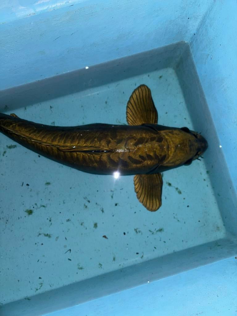 Doitsu ghostkarper koi japanse vis vissen vijver karper, Karper of Koi