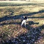 Mooi jonge lieve border collie, Dieren en Toebehoren, Honden | Herdershonden en Veedrijvers, 15 weken tot 1 jaar, CDV (hondenziekte)