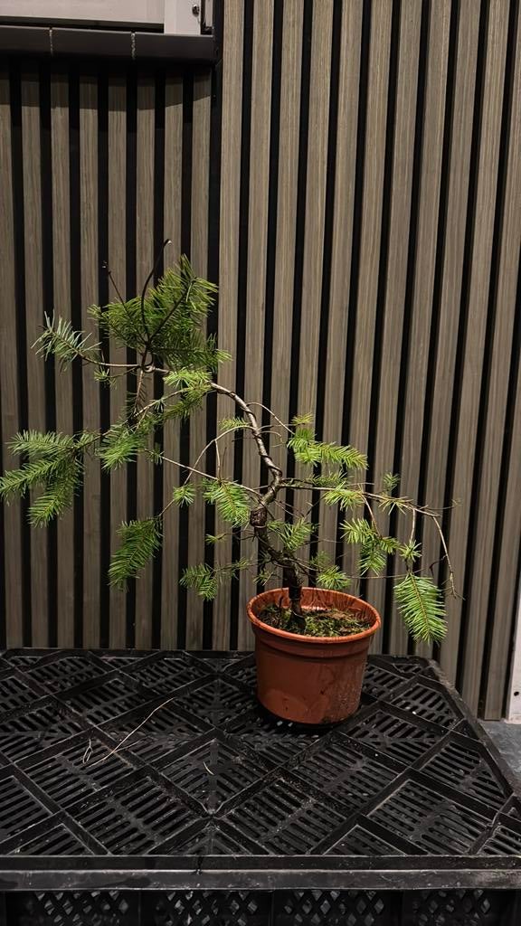 Bonsai Picea, Ophalen, Bloeit niet, Halfschaduw, Overige soorten