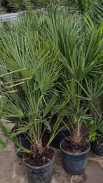 Chamerops humelis palmboom winterhard., 100 tot 250 cm, Zomer, Palmboom, Ophalen