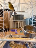 mannelijke kanarie, Mannelijk