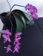 Zwarte terracotta bloempotten vazen  diverse maten vormen, 25 tot 40 cm, Binnen, Ophalen of Verzenden, Zo goed als nieuw