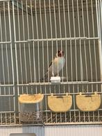 Major Putter, Dieren en Toebehoren, Mannelijk, Bastaard