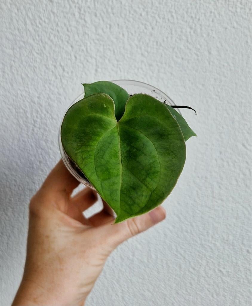 Anthurium King of Spades (KOS) HU x Forgetii Dark Form, Overige soorten, Vaste plant, Ophalen of Verzenden, Bloeit niet