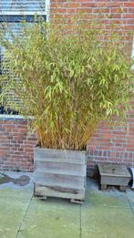 Bamboe in houten bak, Ophalen, Bamboe, 250 cm of meer
