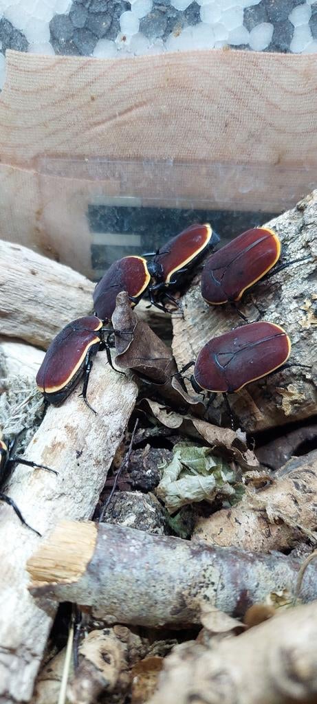 Pachnoda Marginata Marginata 3 voor 10 euro, Dieren en Toebehoren, Overige soorten