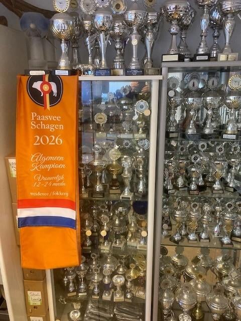 OPNIEUW te koop BWB dikbil kampioen paasvee Schagen, Dieren en Toebehoren, Mannelijk, 0 tot 2 jaar