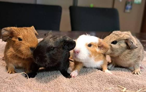 Opzoek naar 2 jonge cavia zeugjes, Dieren en Toebehoren, Knaagdieren, Cavia, Vrouwelijk, Mei, Tam