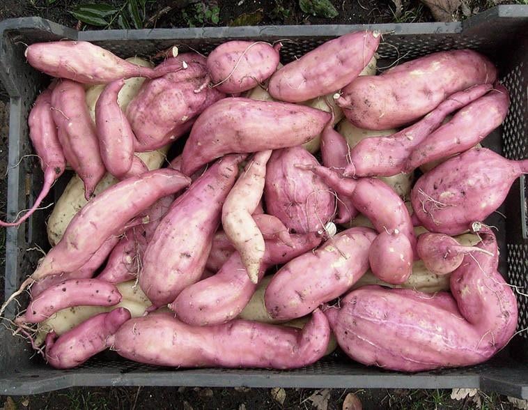 Biologische bataatplanten, zoete aardappel, 'Tainung 65', Ophalen of Verzenden, Eenjarig, Groenteplanten, Volle zon