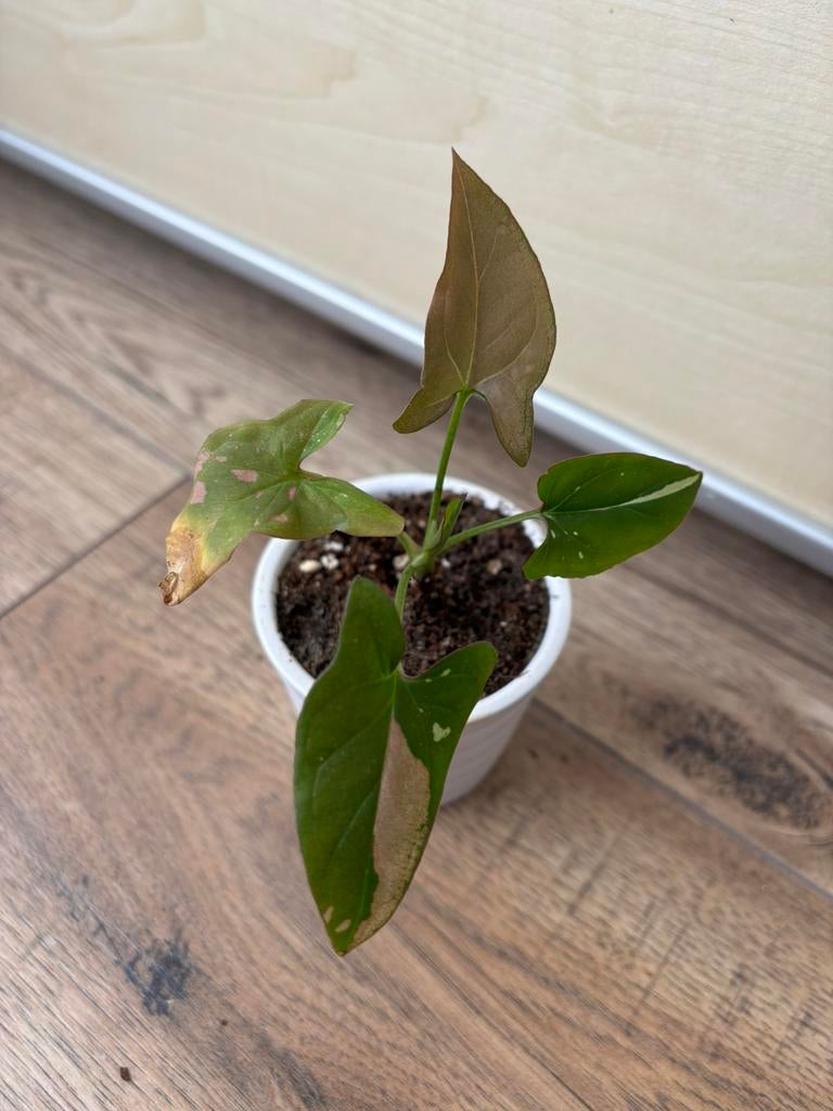 Syngonium red spot tricolor, Ophalen of Verzenden, Halfschaduw, Minder dan 100 cm