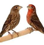 Mexicaanse roodmus, Vrouwelijk