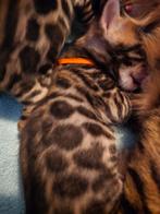 Bengaal kittens nog 2 katertjes!, Dieren en Toebehoren, Meerdere dieren, Ontwormd