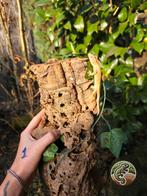 Jonge Wimpergekko's 3.1.4, Dieren en Toebehoren, Hagedis, 0 tot 2 jaar