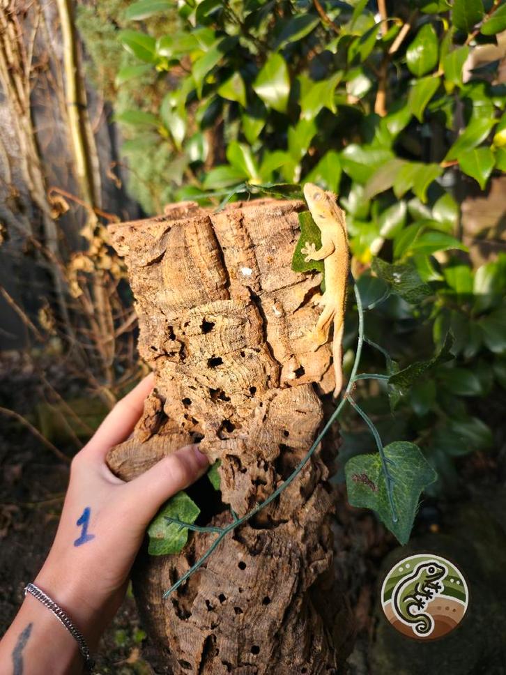 Jonge Wimpergekko's 3.1.4 Crested Gecko - male for sale from TinyWorld