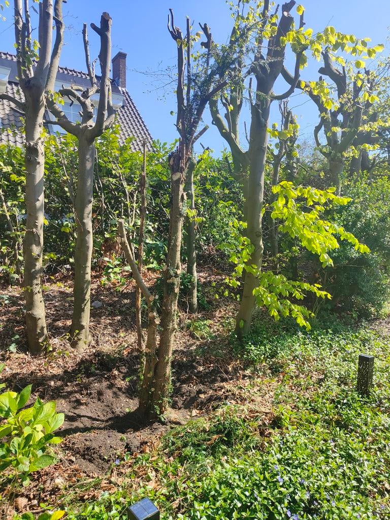 Taxushout voor meubelwerk of pijl en boog., Ophalen of Verzenden