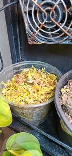 Alocasia frydrykk variegata, Huis en Inrichting, Kamerplanten, Ophalen, Halfschaduw, Minder dan 100 cm