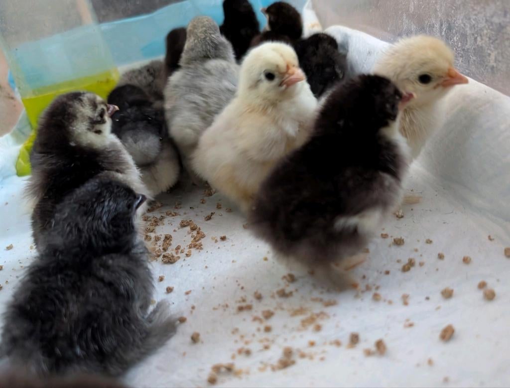 Te koop Cochin kriel kuikens, kans op krulveer, Dieren en Toebehoren, Pluimvee, Geslacht onbekend, Kip