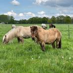 Stalling voor Ijslander Merrie en Ruin - Regio Utrecht, Weidegang, 1 paard of pony